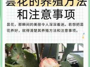 探寻优昙花之秘：采集步骤详解与珍贵花材鉴赏