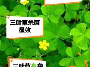 三叶草未满十八岁(三叶草未满十八岁，它的花语是什么？)