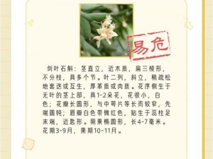 如何获取珍稀植物金钗石斛：夺笋高手的培育与采摘指南