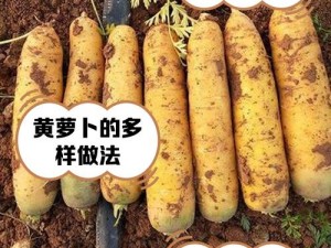 拔萝卜又叫黄91;拔萝卜又叫黄 91，你知道它的秘密吗？