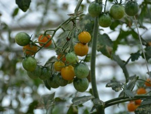 色多多丝瓜草莓秋葵小猪芭乐茄子——各种水果、蔬菜、肉类应有尽有，满足你挑剔的味蕾