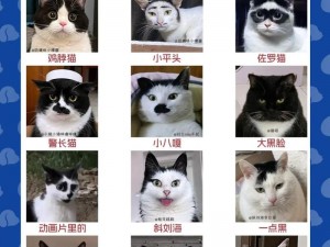 凌云诺奶牛猫获取攻略：全面解析奶牛猫的获取方法与技巧介绍