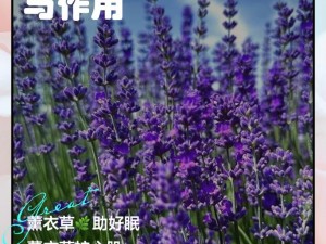 薰衣草研究所网站入口_如何进入薰衣草研究所网站？