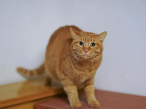 红猫大本猫最新人口【红猫大本猫最新人口数据是多少？】