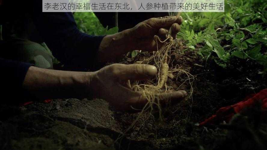 李老汉的幸福生活在东北，人参种植带来的美好生活