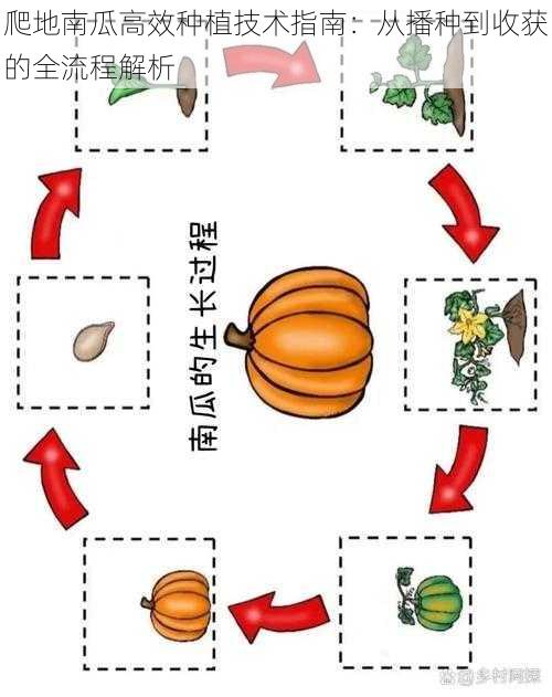 爬地南瓜高效种植技术指南：从播种到收获的全流程解析