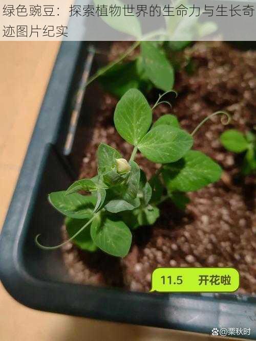 绿色豌豆：探索植物世界的生命力与生长奇迹图片纪实