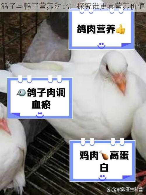 鸽子与鸭子营养对比：探究谁更具营养价值