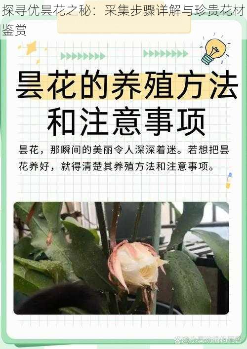 探寻优昙花之秘：采集步骤详解与珍贵花材鉴赏